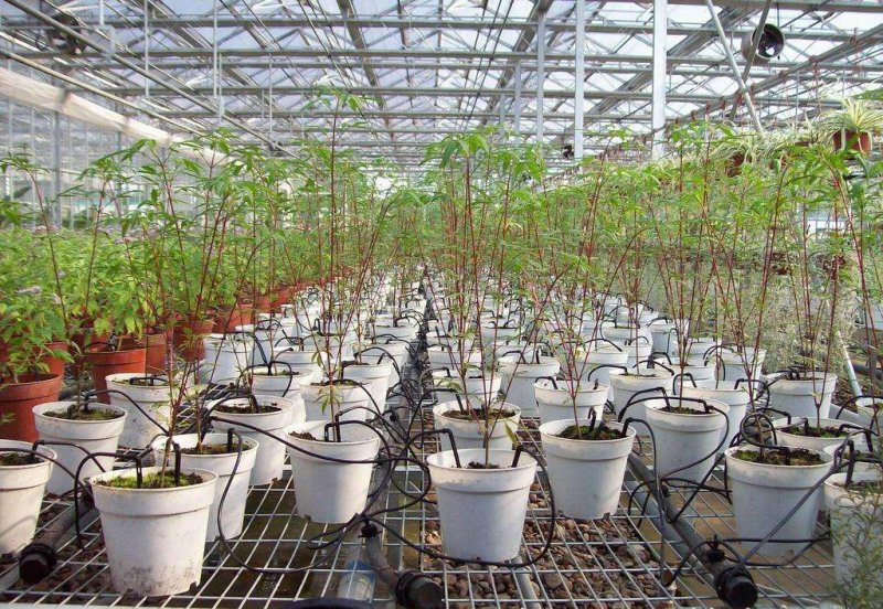 滴箭花卉种植主要供水用品