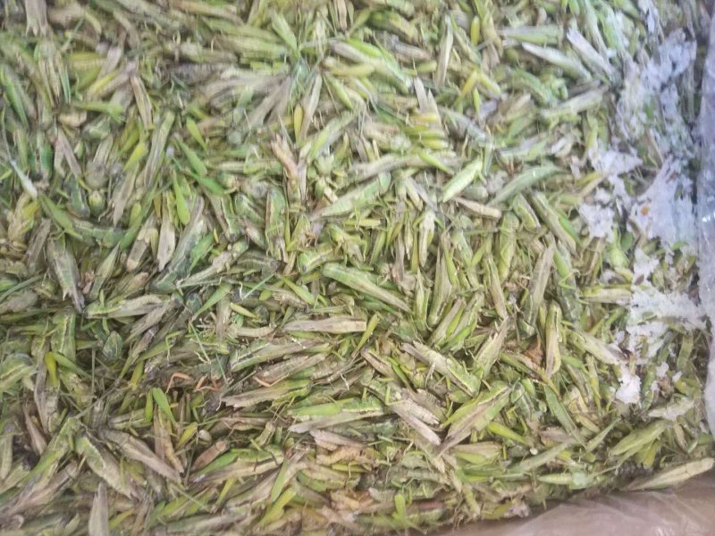 小稻蝗，绿蚂蚱，油蚂蚱棉蝗。