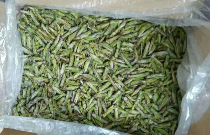 小稻蝗，绿蚂蚱，油蚂蚱棉蝗。