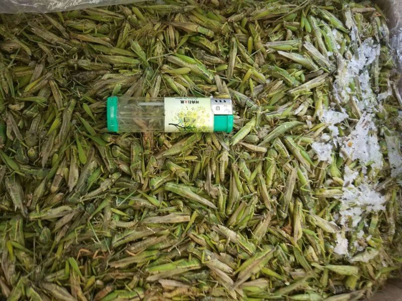 小稻蝗，绿蚂蚱，油蚂蚱棉蝗。