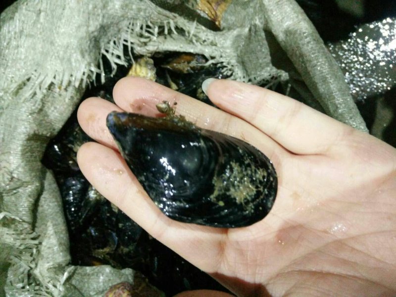 海虹