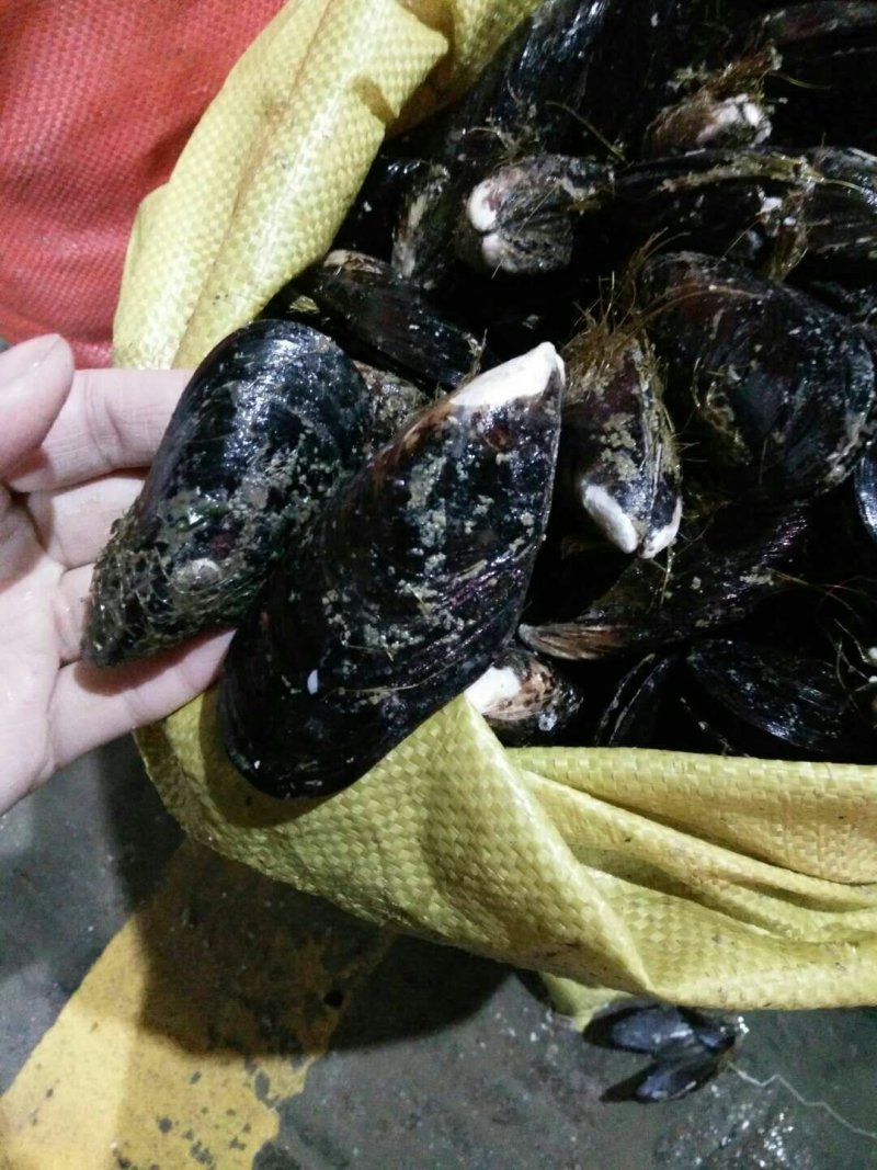 海虹