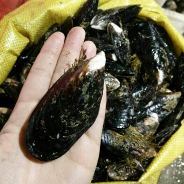 海虹
