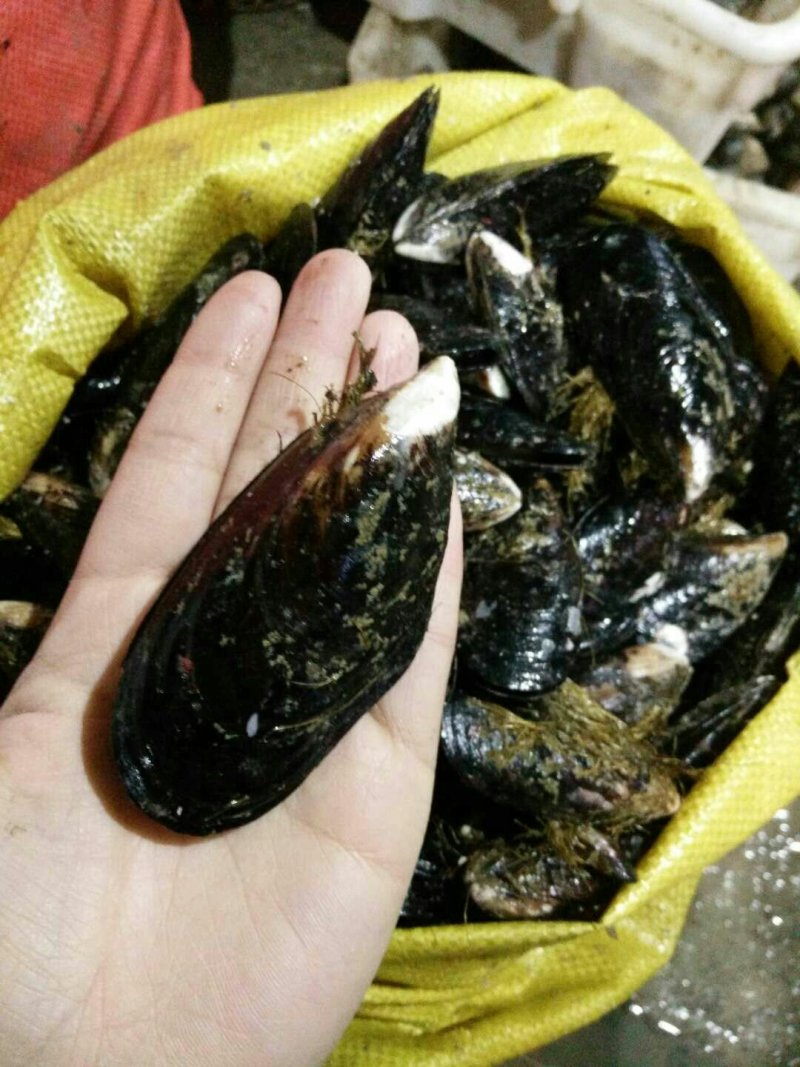 海虹