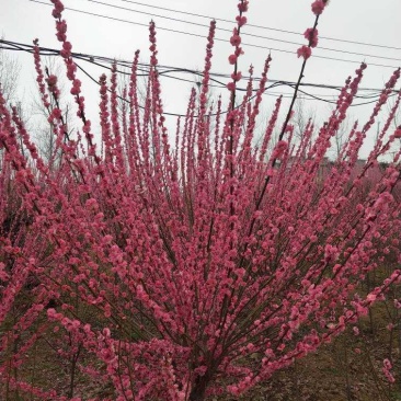 红梅《骨里红》