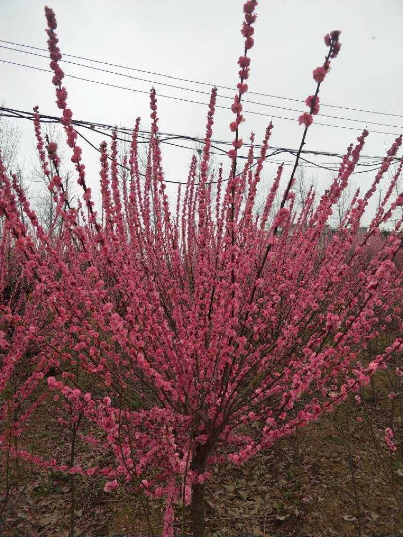 红梅《骨里红》