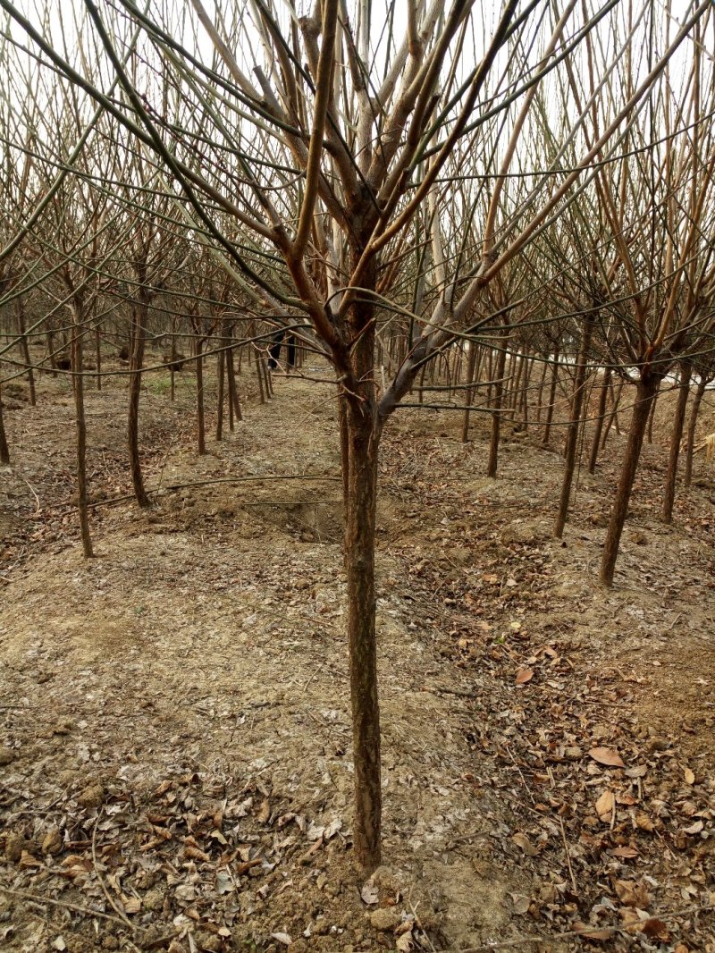 红梅《骨里红》