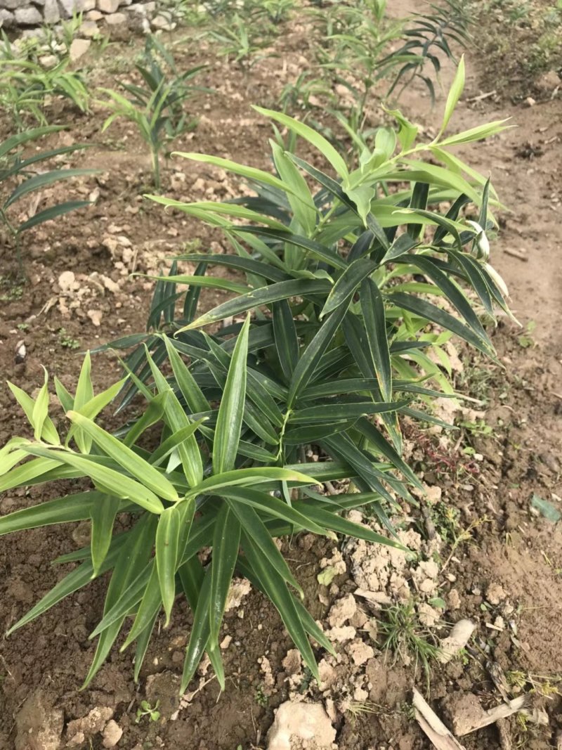 云南红花滇黄精籽育苗非常漂亮，量大价格优惠质量保证