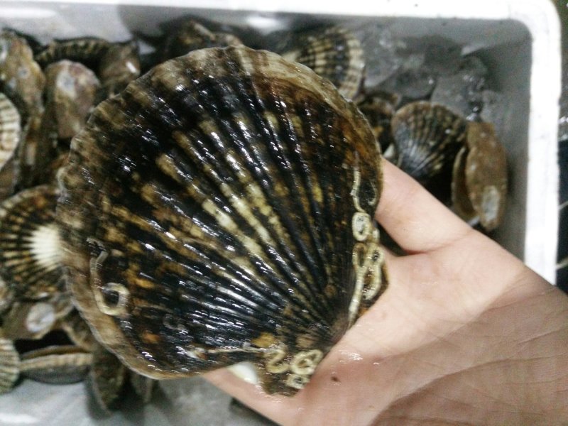 扇贝