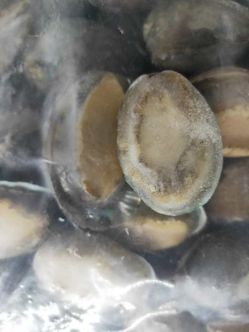 鲍鱼，活冻鲍鱼。漂烫鲍鱼，