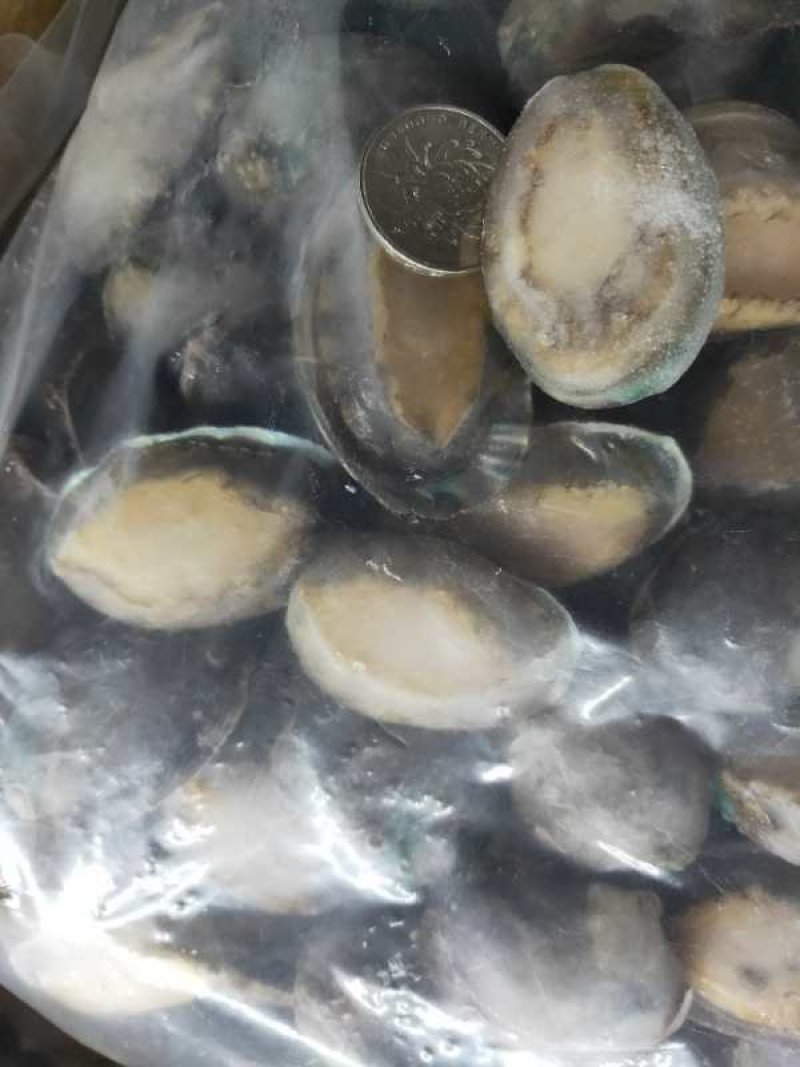 鲍鱼，活冻鲍鱼。漂烫鲍鱼，