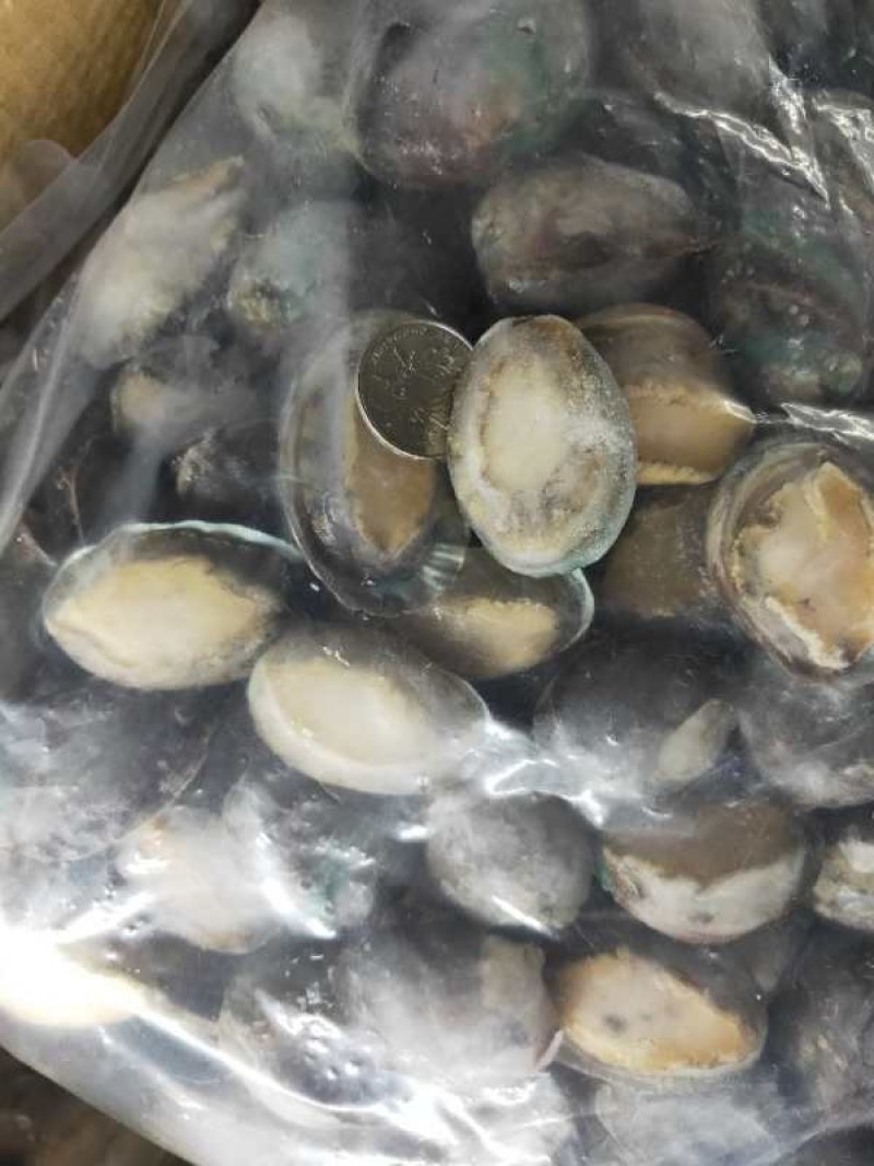 鲍鱼，活冻鲍鱼。漂烫鲍鱼，