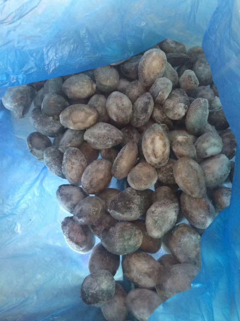 鲍鱼，活冻鲍鱼。漂烫鲍鱼，