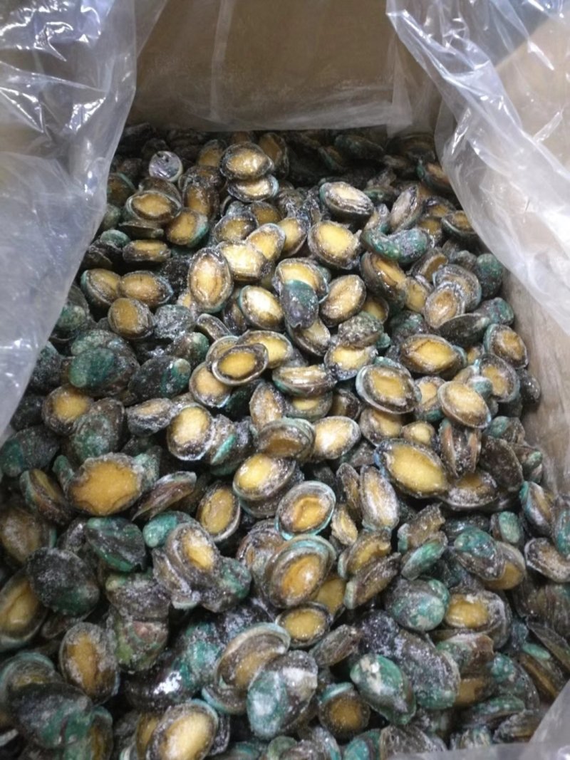 鲍鱼，活冻鲍鱼。漂烫鲍鱼，