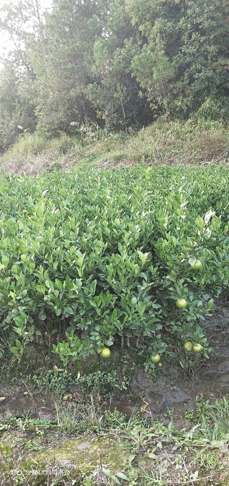 四会沙糖桔，德庆皇帝柑，新会茶枝柑，广西沃柑果苗。