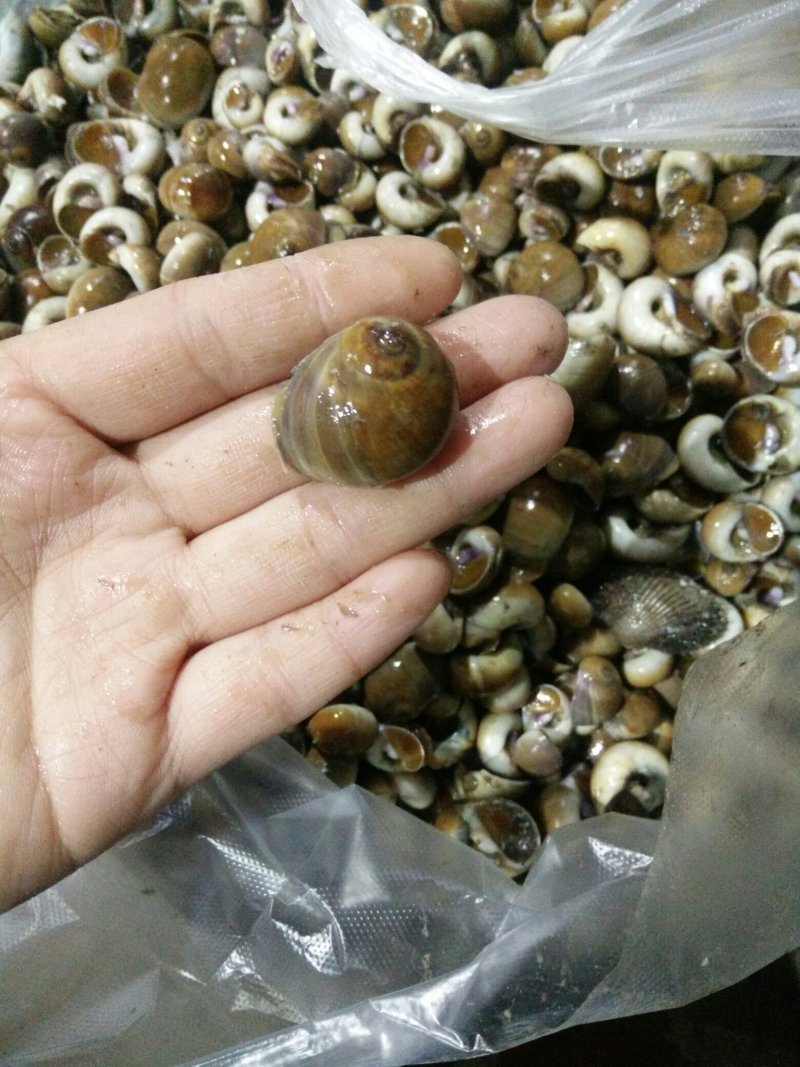 香螺
