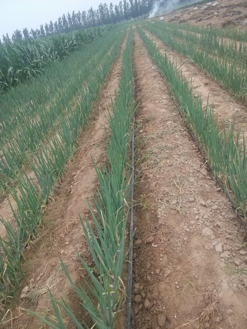蔬菜专用滴灌