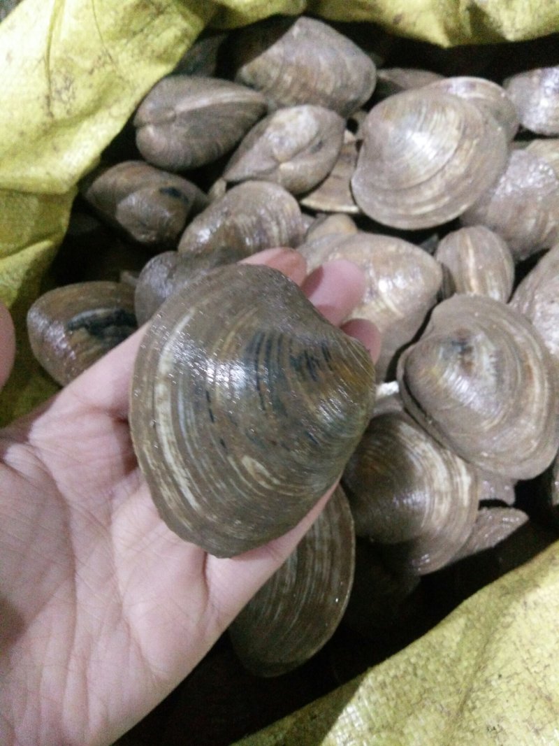 红贝