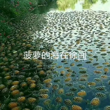 菲律宾（巴厘）菠萝