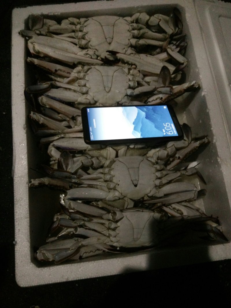 活冻梭子蟹