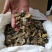 白蝉，金蝉，山东省当年新货。