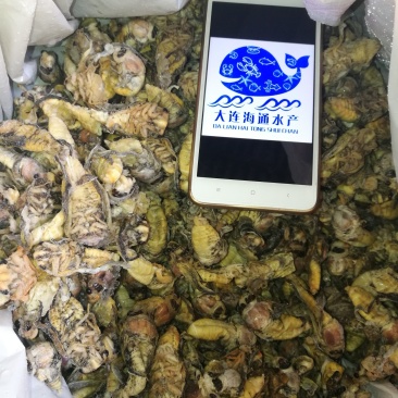 白蝉，金蝉，山东省当年新货。