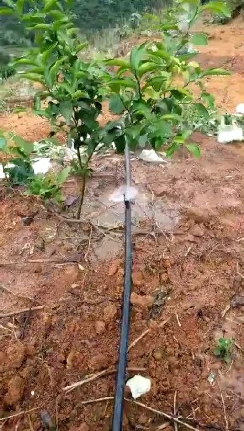 柑橘专用滴灌！滴灌管