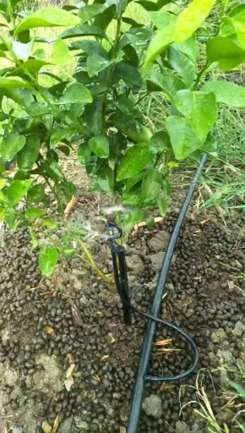 柑橘专用滴灌！滴灌管