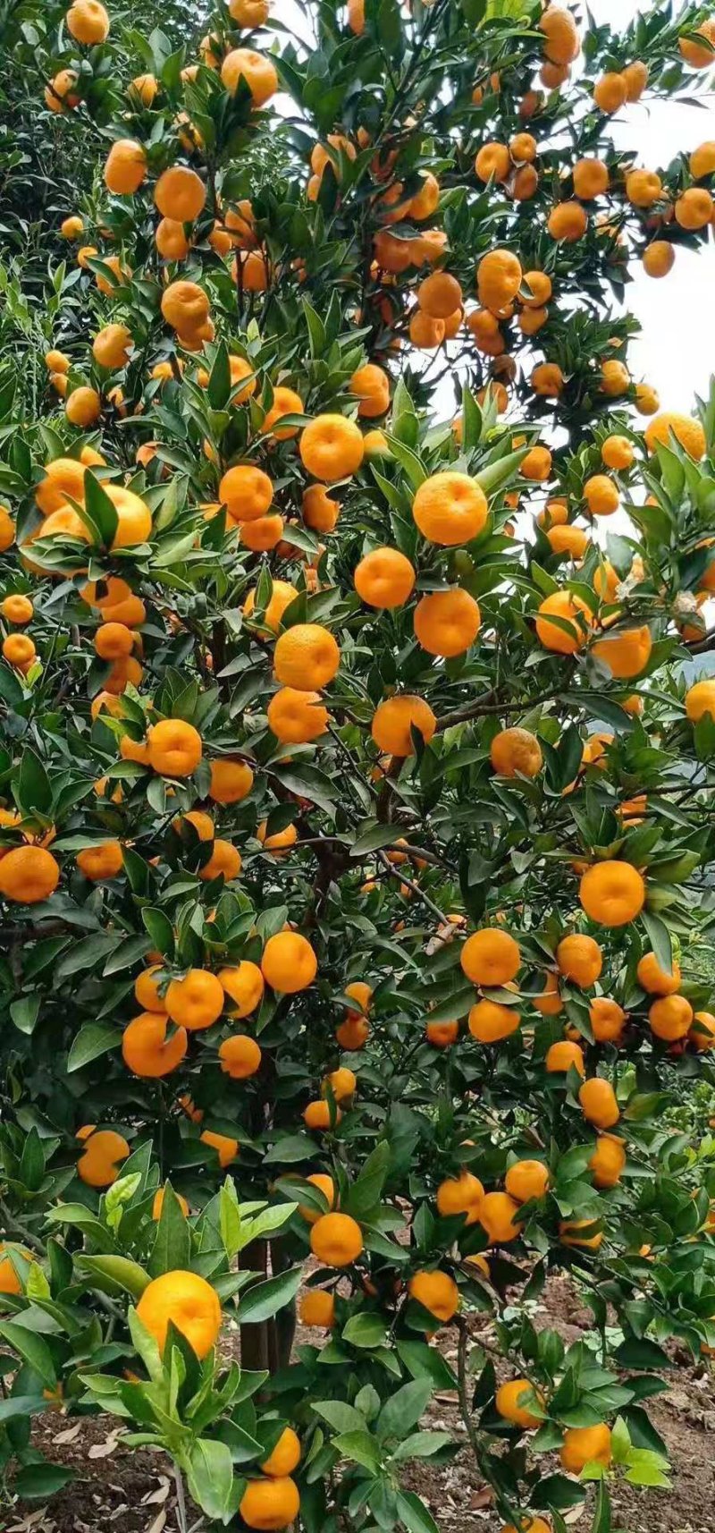 柑橘滴灌