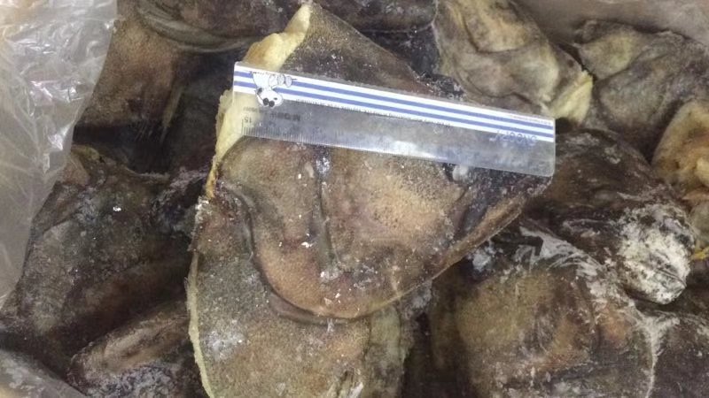 鲽鱼，碟鱼头，鲽鱼尾，格陵兰正宗鲽鱼