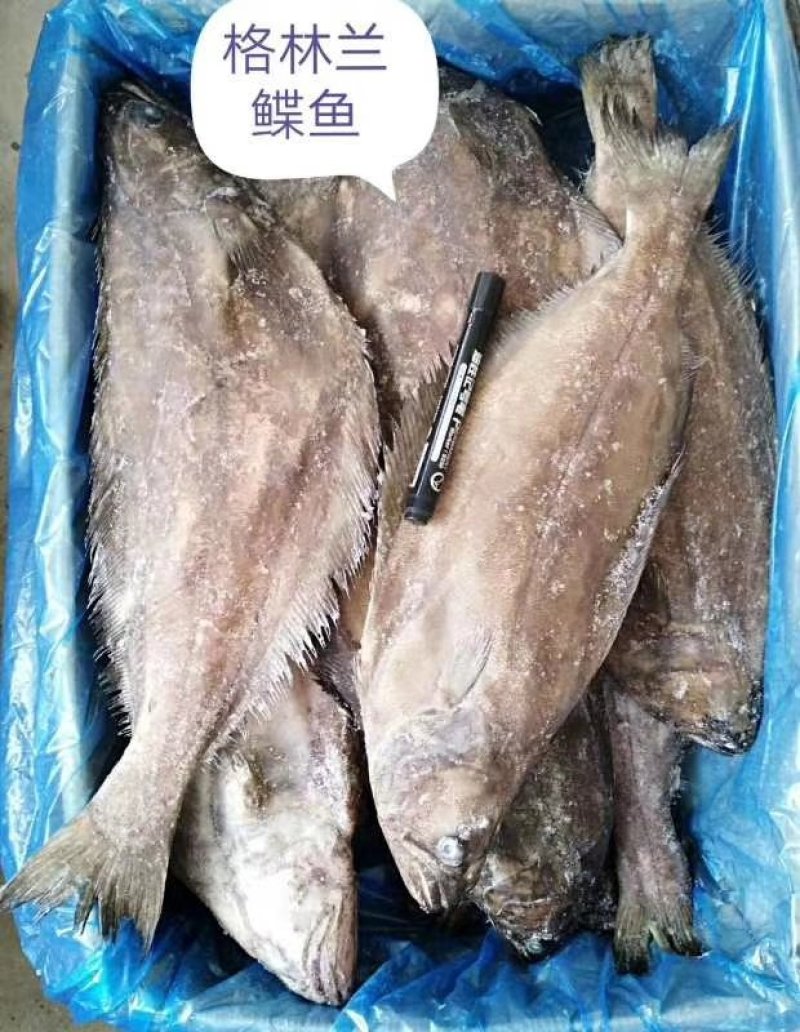 鲽鱼，碟鱼头，鲽鱼尾，格陵兰正宗鲽鱼