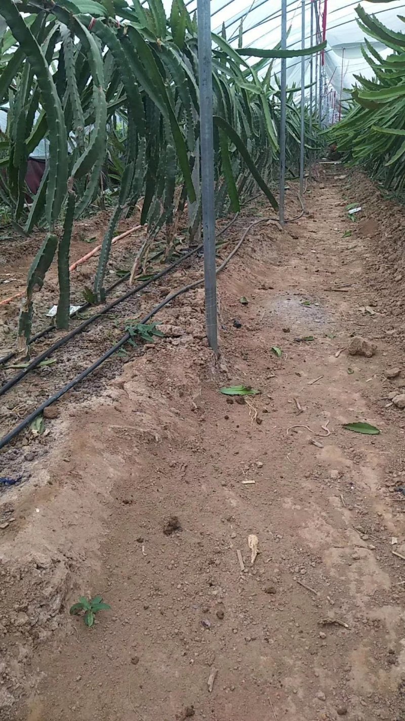 火龙果滴灌