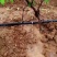 梨树苹果树专用滴灌。pe滴灌管