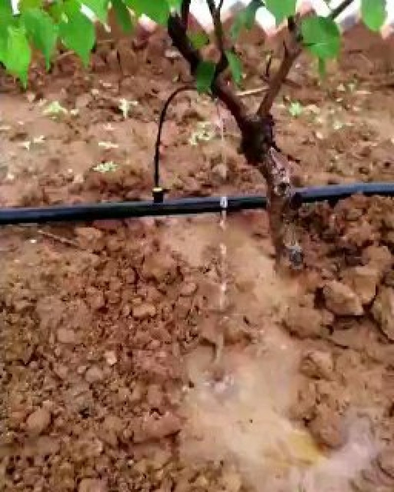 梨树苹果树专用滴灌。pe滴灌管