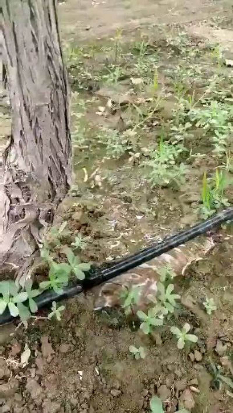 梨树苹果树专用滴灌。pe滴灌管