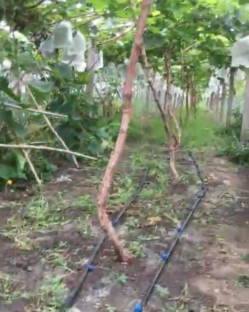 梨树苹果树专用滴灌。pe滴灌管