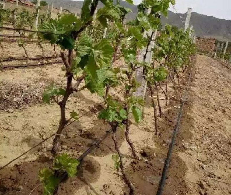 葡萄专用滴灌。必不可少