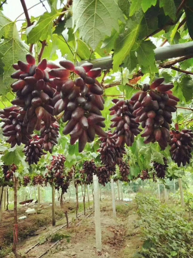葡萄专用滴灌。必不可少