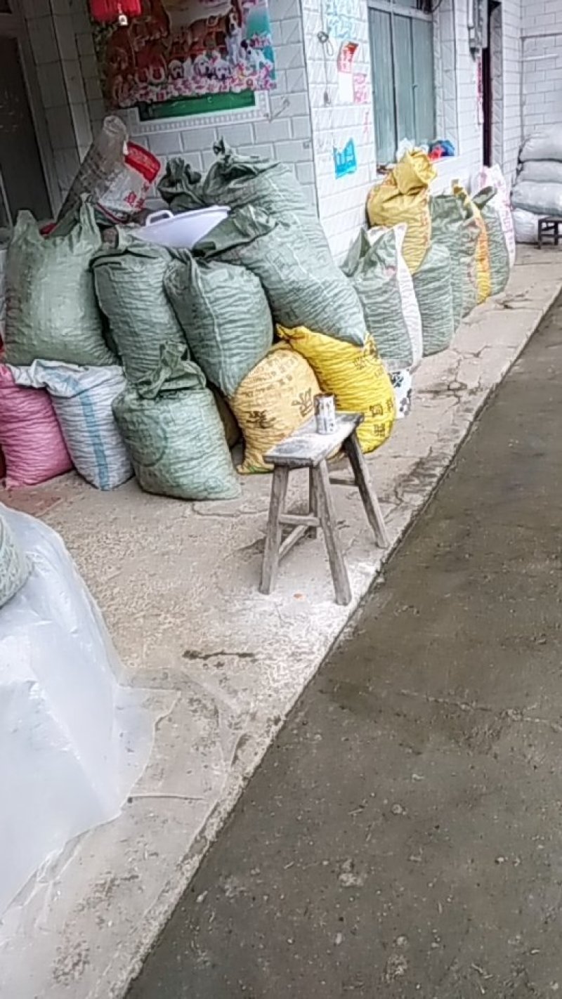 油桐籽出售