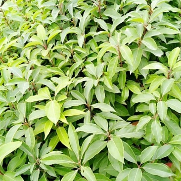 香樟种苗（现苗）