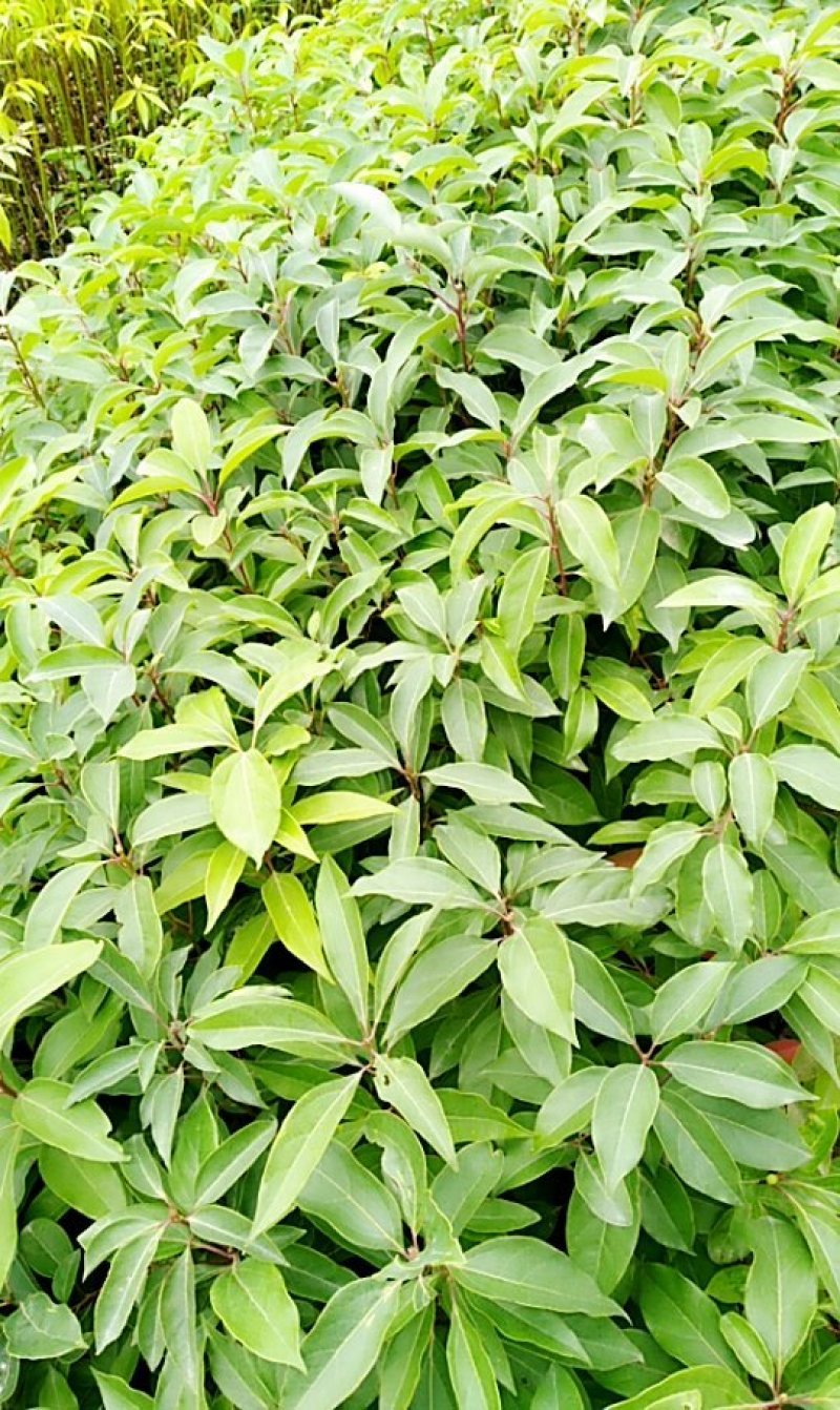 香樟种苗（现苗）