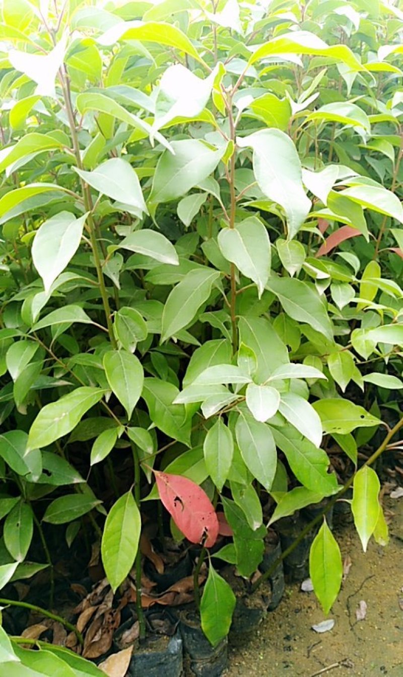 香樟种苗（现苗）