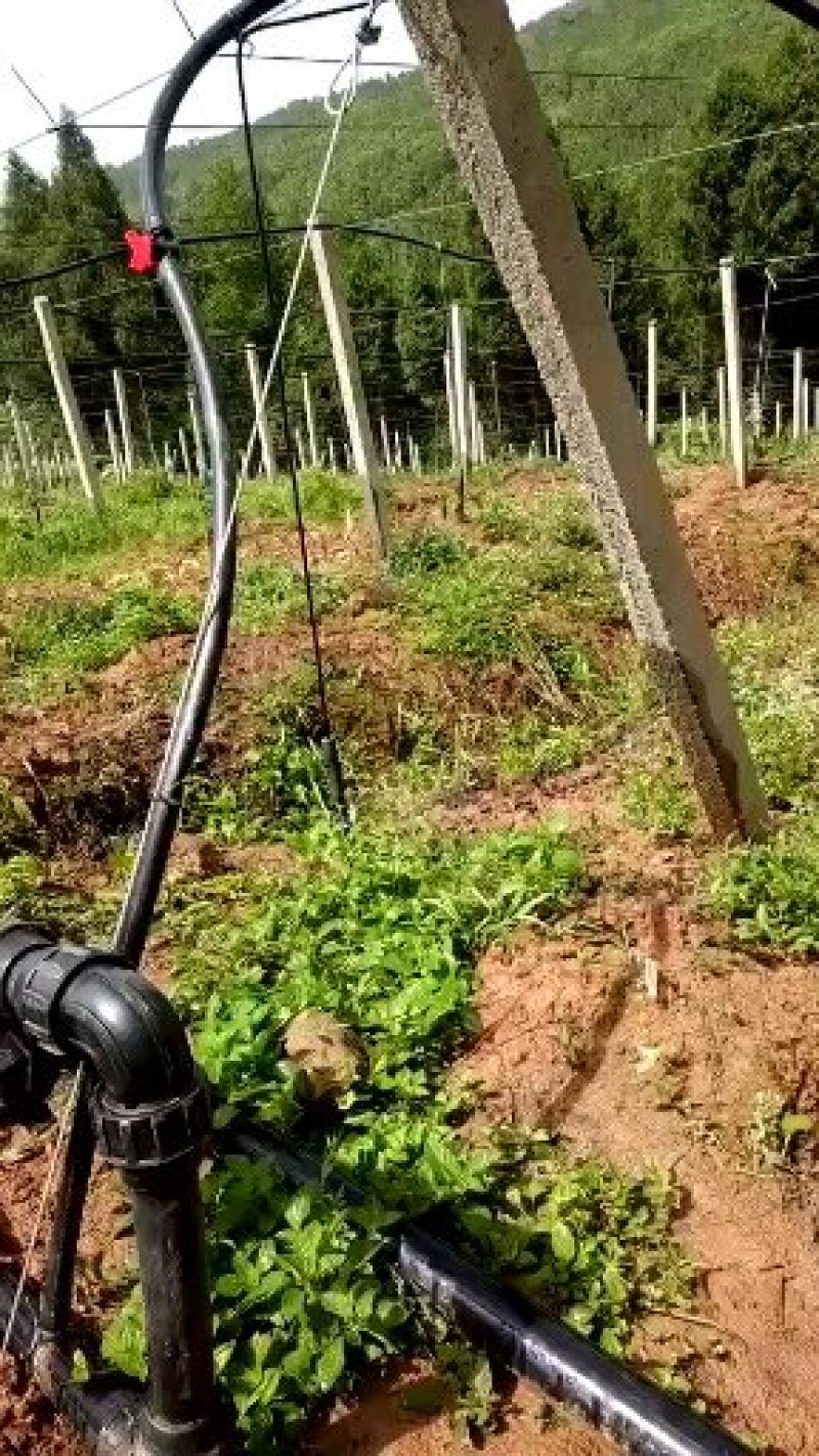 猕猴桃专用滴灌。吊挂微喷