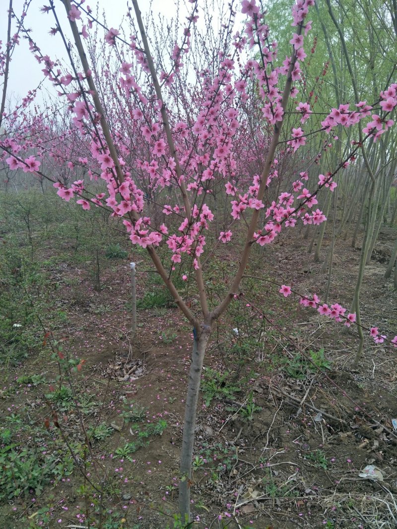 美人梅，花色鲜艳，成活率高，适应性广，全国各地均可种植