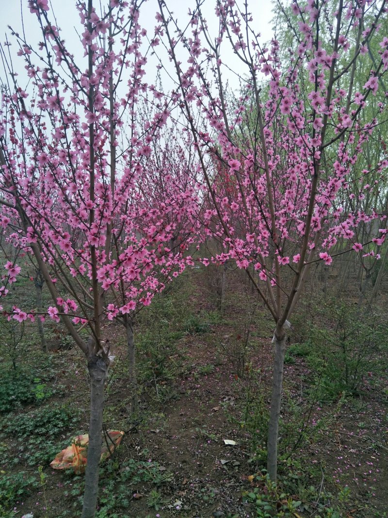 美人梅，花色鲜艳，成活率高，适应性广，全国各地均可种植