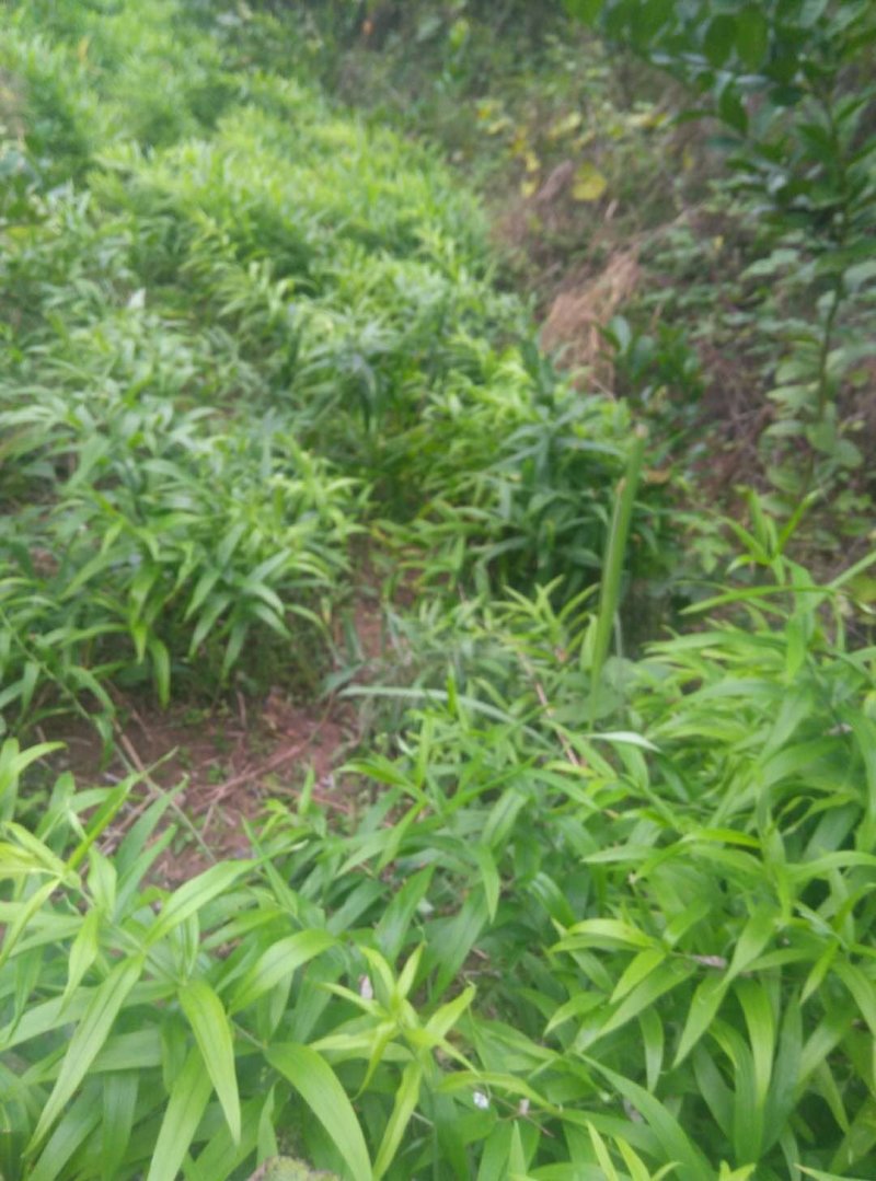 黄精块茎苗，大量供应，需要及时联系，需要赶快