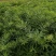 黄精块茎苗，大量供应，需要及时联系，需要赶快