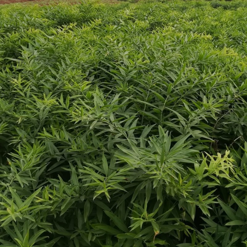 黄精块茎苗，大量供应，需要及时联系，需要赶快