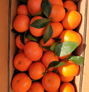 早熟砂糖橘 枝条质量保证可签合同