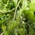 野生荠菜